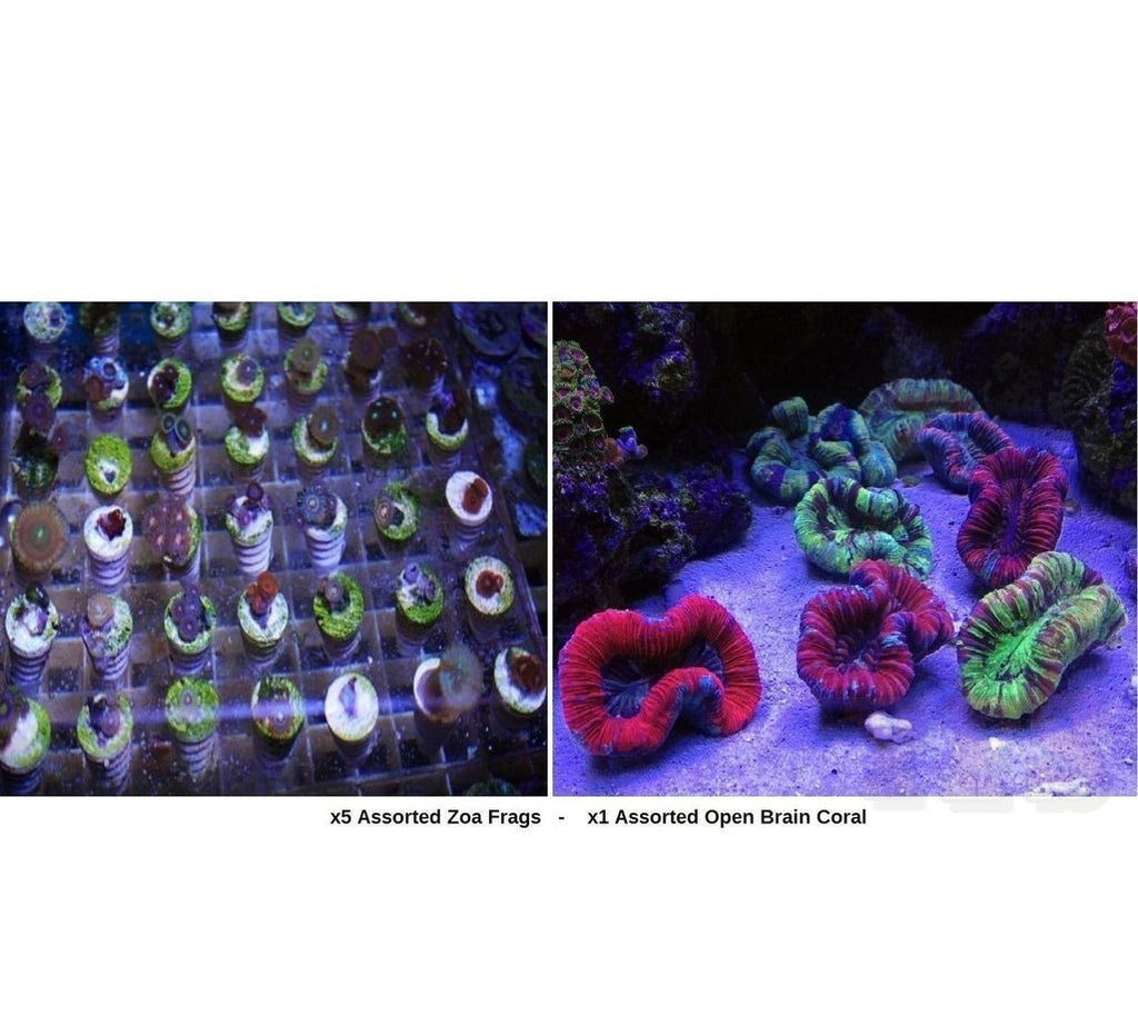 X5 Assorted Zooanthid Frags Zoa - X1 Assorted Open Brain Coral
