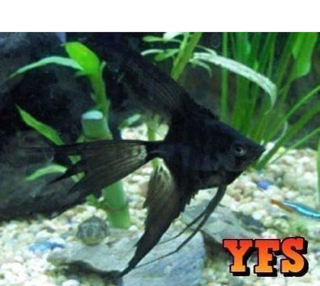 X5 Black Angel Fish - Sml/Med Approx 1"-2" Each