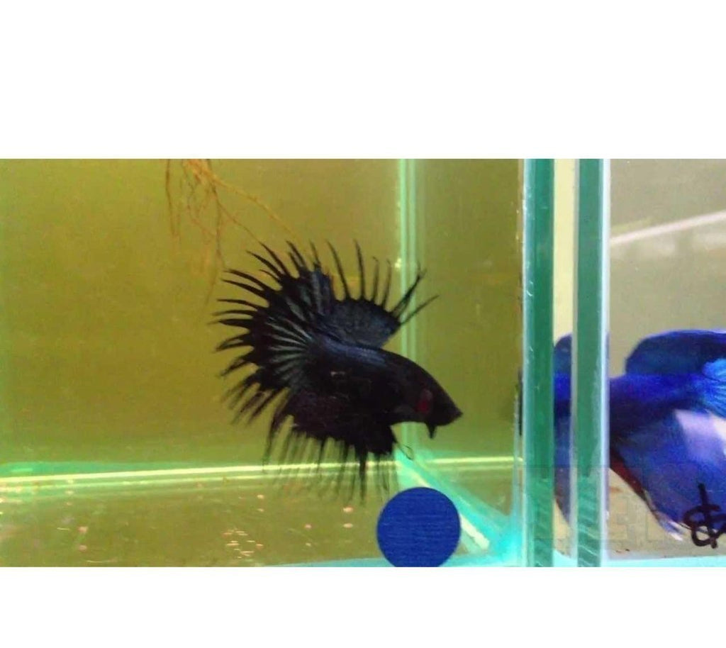 X5 Black Orchid Crowntail Betta Male Lg 16Oz Cup
