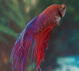 X5 Crowntail Betta Male Lrg With 16 Oz Cup-Anabantoid - Betta-www.YourFishStore.com