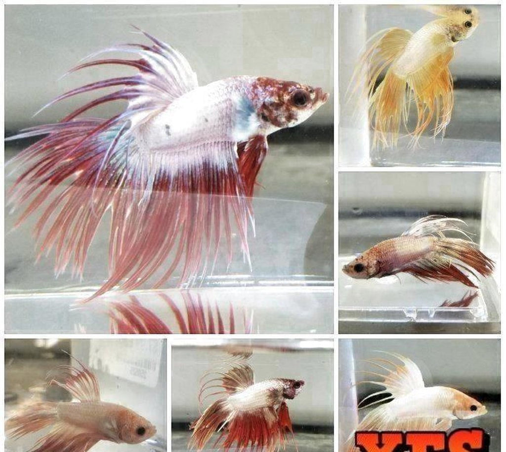 X5 Crowntail Dragonscale Betta Male Lrg