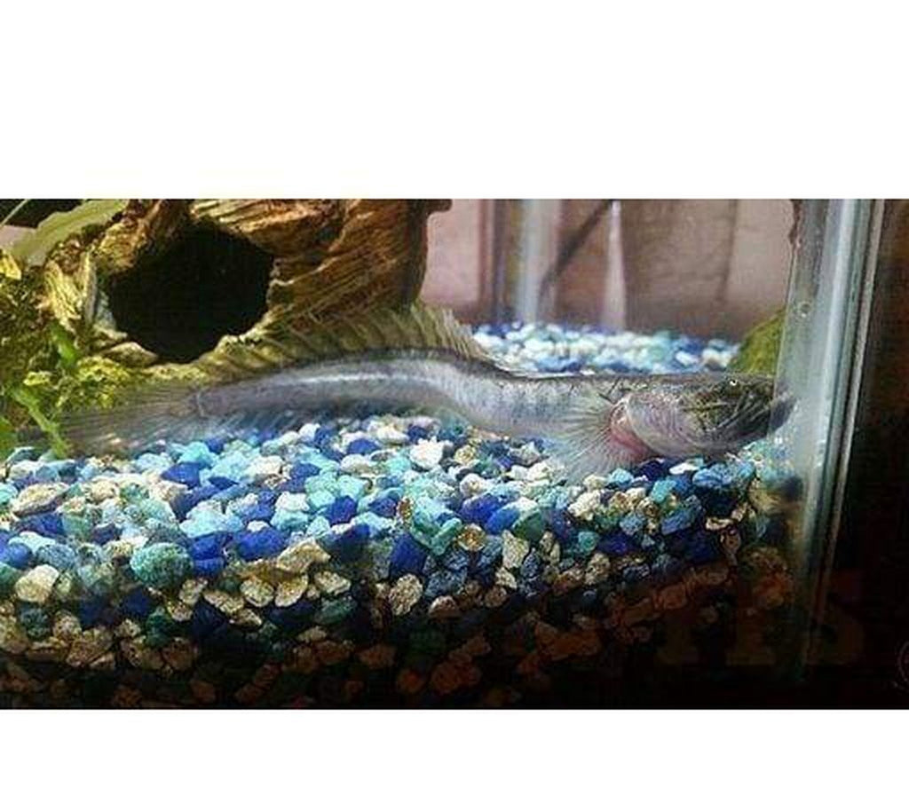 X5 Dragon Fish Gobys Sml/Med Package - Yourfishstore Free Shipping