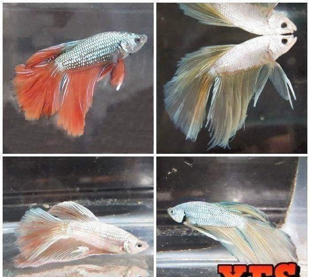 X5 Dragonscale Betta Male Lrg With 16 Oz Cup