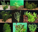 X5 Free Assorted Live Bunched Plants *Share And Receive Free*-SHARE_FREE-www.YourFishStore.com