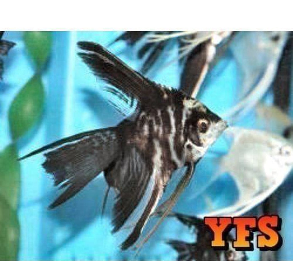 X5 Marble Veil Angel Fish - Sml/Med Approx 1"-2"