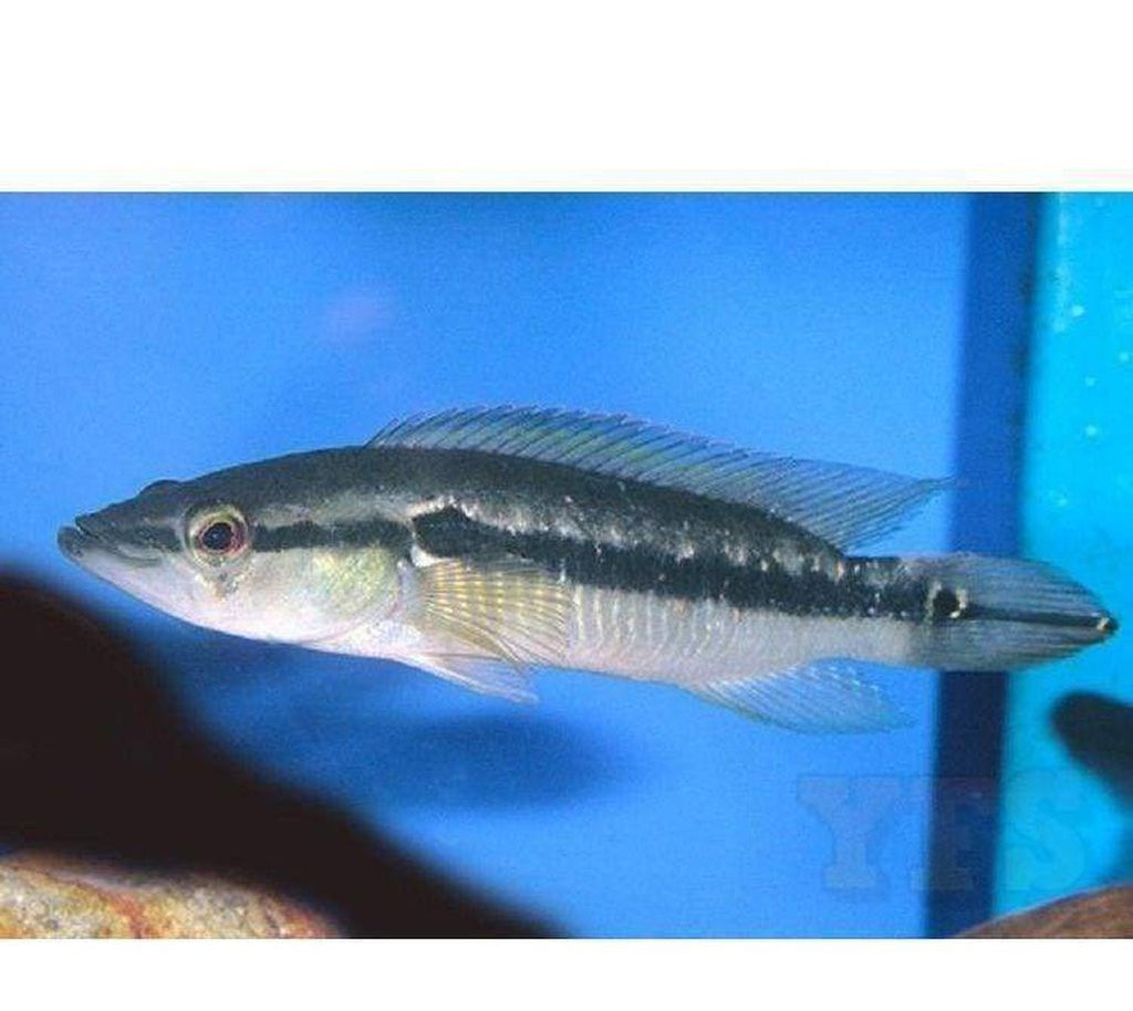 X5 Pike Cichlid Colombia Sml/Med 1" - 2" Each Freshwater Fish