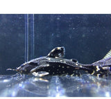 X5 Spotted Raphael Catfish Sml/Med 1" - 2" Each - Freshwater Fish Free Shipping-Freshwater Fish Package-www.YourFishStore.com