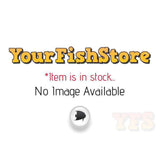 X5 Twintail Halfmoon Betta Male Lrg-Anabantoid - Betta-www.YourFishStore.com