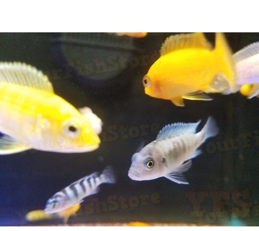 X50 African Cichlid Assorted Freshwater + x10 Assorted Freshwater Plants