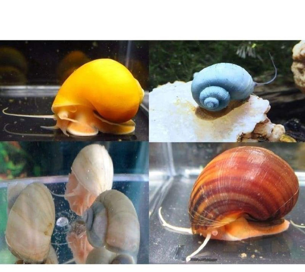 X50 Assorted Mystery Snails - Pomacea Diffusa - Fresh Water Fish