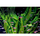 X50 Cardinal Tetra Fish - 1" - 2" Each + x10 Assorted Freshwater Plants - Freshwater Fish-Freshwater Fish Package-www.YourFishStore.com
