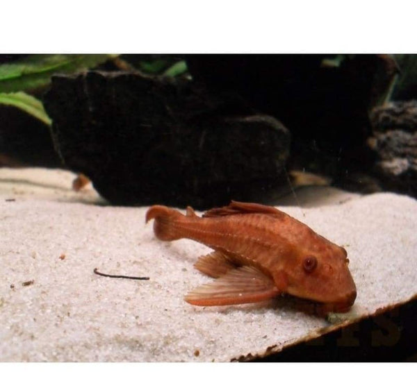 albino kıllı plecostomus