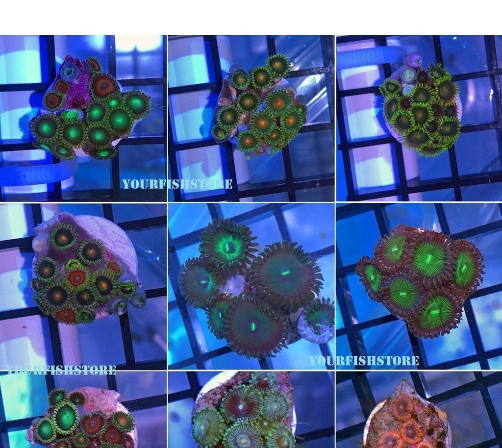 X6 Assorted Zoanthid Frag Package Zoa - Live Corals Fish
