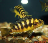 X6 Bumblebee Maylandia Ornatus Cichlid Freshwater Sml/Med 1" - 2" Each-Freshwater Fish Package-www.YourFishStore.com
