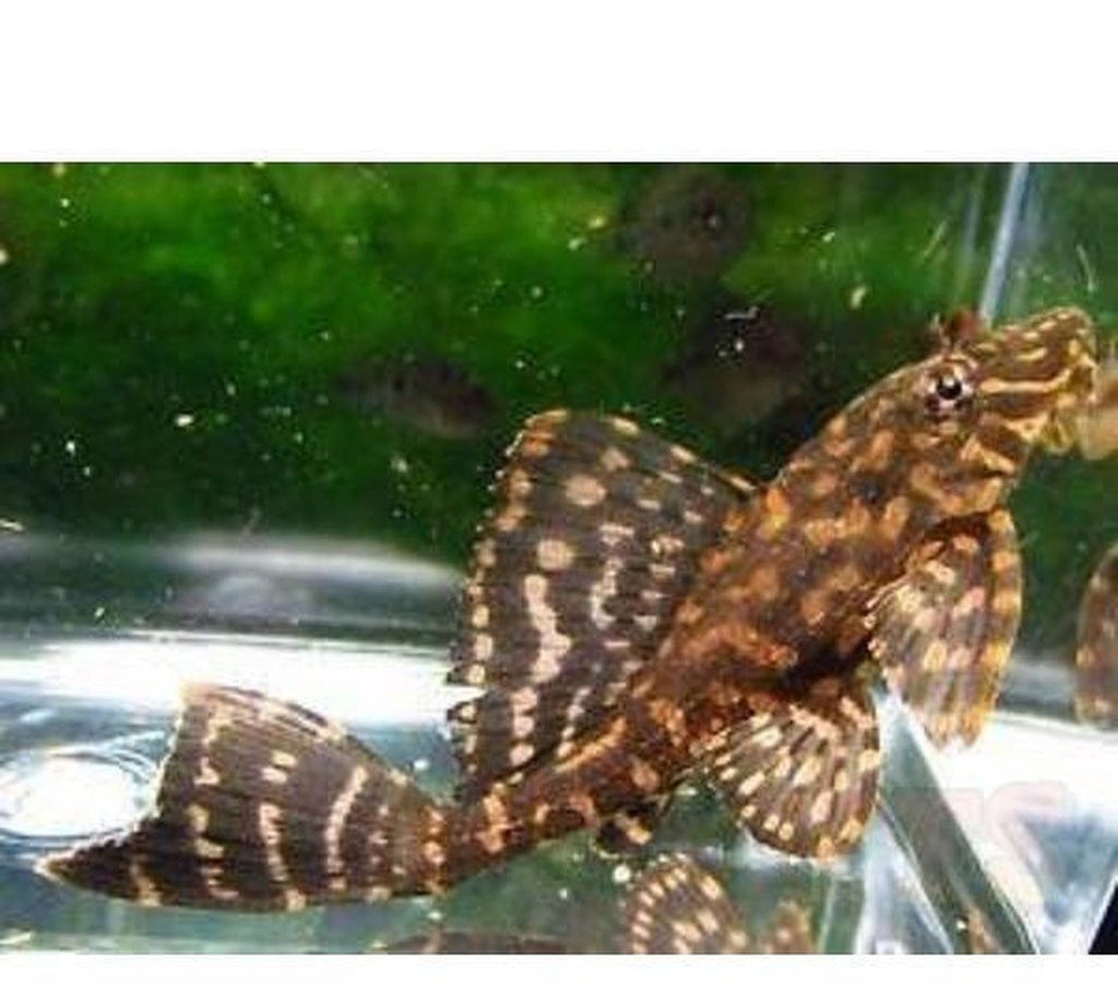 X6 Colombian Spotted Pleco Sml/Med 1"-2" Tank Cleaners!
