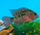 X6 Flowerhorn Cichlids Sml/Med 1" - 2" Each Freshwater Fish-Freshwater Fish Package-www.YourFishStore.com
