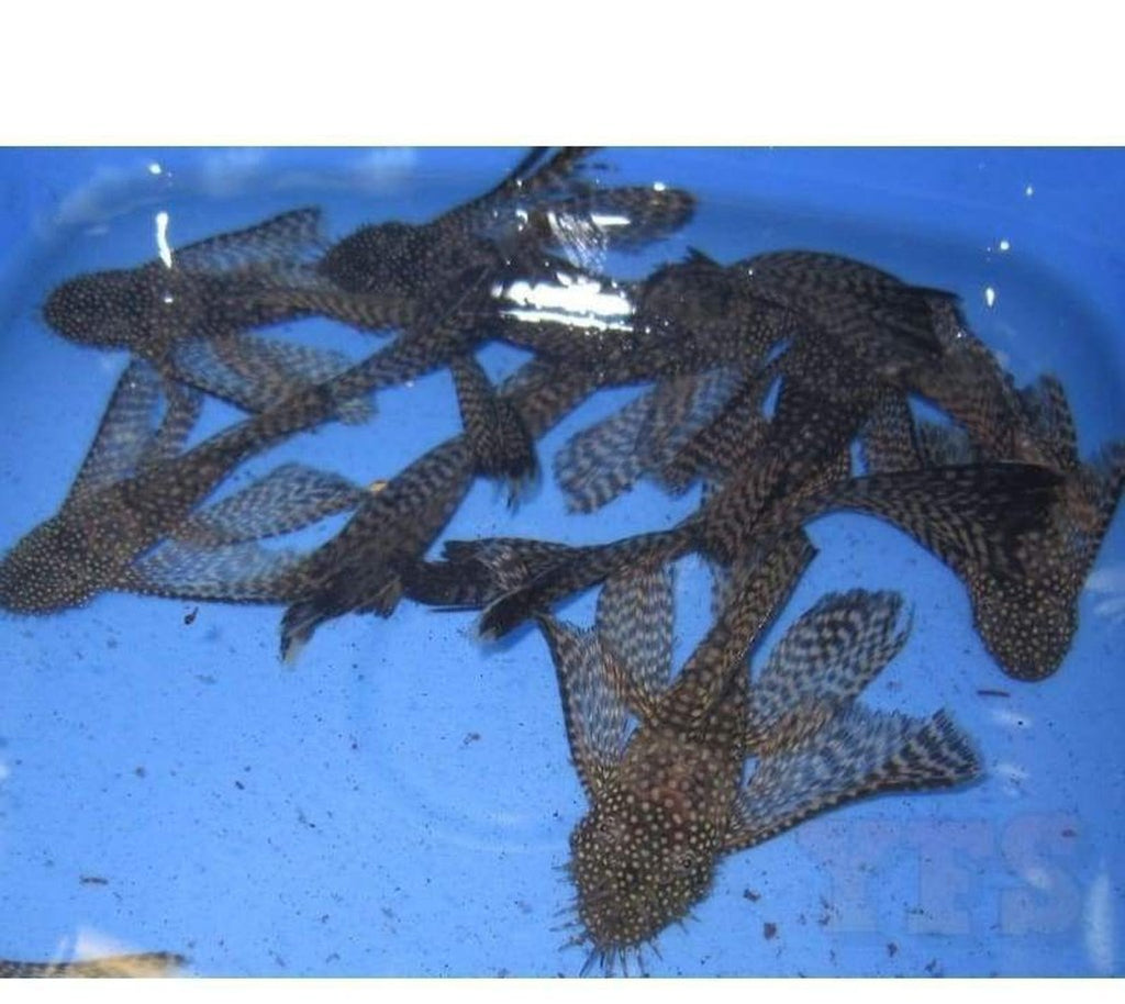 X6 Longfin Bristlenose Pleco Sm/Med 1" - 1 /2" Tank Cleaners! Free Shipping
