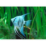 X6 Zebra Blue Angel Fish Sml/Med 1"-2" Fresh Water-Freshwater Fish Package-www.YourFishStore.com