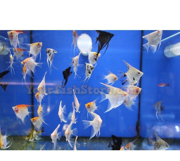 X8 Assorted Fancy Angel Fish - Live Freshwater only $150.53