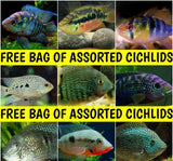 X8 Assorted Free South American Cichlids Live *Share And Receive Free*-SHARE_FREE-www.YourFishStore.com