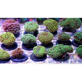 X8 Assorted Mixed Hammer Coral Frags - Euphyllia Ancora-frag packages-www.YourFishStore.com