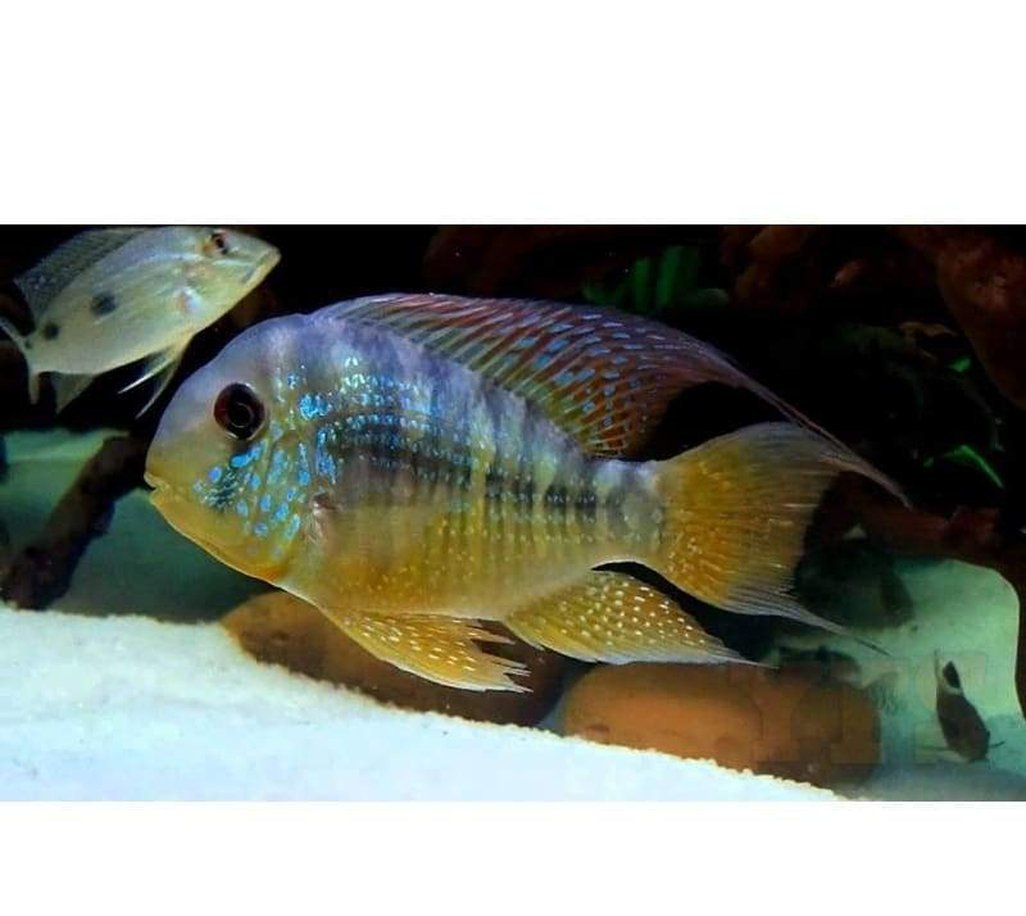 X8 Geophagus Balzanii Cichlid South American Sml/Med 1"-2" Fresh Water-Freshwater Fish Package-www.YourFishStore.com