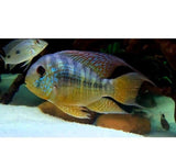 X8 Geophagus Balzanii Cichlid South American Sml/Med 1"-2" Fresh Water-Freshwater Fish Package-www.YourFishStore.com
