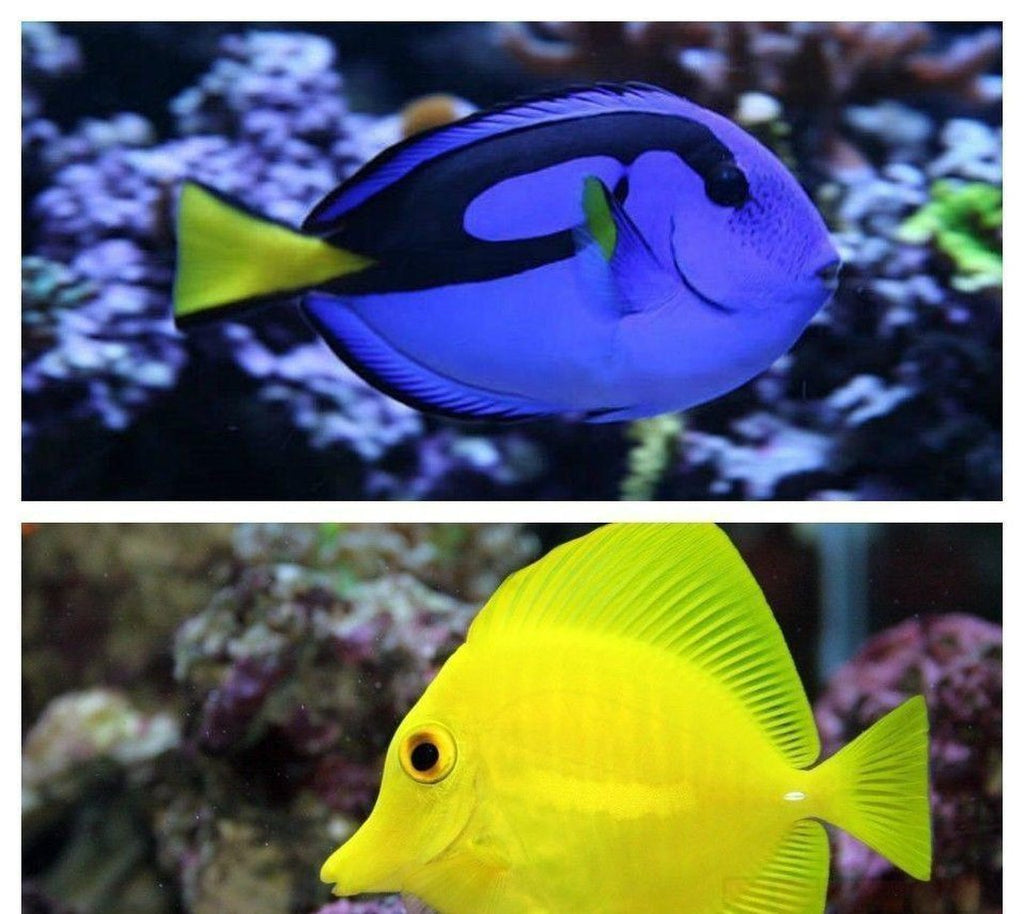 Yellow Tang Small / Blue Hippo Small Package - Saltwater Fish