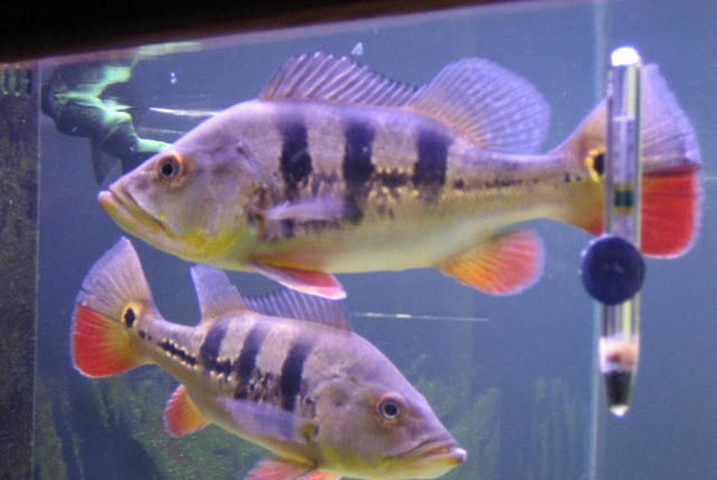 x1 Package - Peacock Bass Orinocoensis Cichlid Xlg