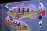 x1 Package - Peacock Bass Orinocoensis Cichlid Xlg-Cichlid - Neotropical-www.YourFishStore.com