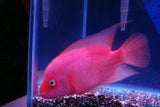 x1 Package - Purple Rose Queen Cichlid Lrg 4" - 5" Each-Cichlid - Miscellaneous-www.YourFishStore.com
