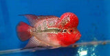 x1 Package - Red Dragon Flowerhorn Cichlid Sml 1"- 1 1/2" Each-Cichlid - Miscellaneous-www.YourFishStore.com