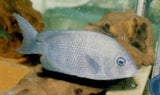 x1 Package - Red Sided Damba Cichlid Sml 1"- 1 1/2" Each-Cichlid - Miscellaneous-www.YourFishStore.com