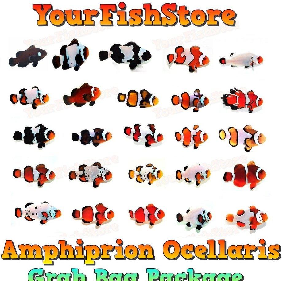 x10 Assorted Percula Clown Fish Grab Bag- Med Sizes +3 FREE Bubble Anemone Free Shipping (BULK)
