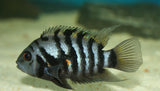 x10 Package - Black Convict Cichlid Sml 1"- 1 1/2" Each-Cichlid - Neotropical-www.YourFishStore.com