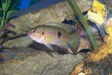 x10 Package - Jewel Cichlid Med 2" - 3" Each-Cichlid - Miscellaneous-www.YourFishStore.com