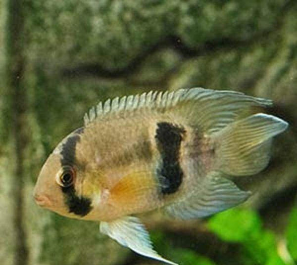 Keyhole best sale cichlid care