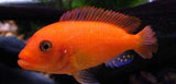 x10 Package - Red Zebra Cichlid Sml 1"- 1 1/2" Each-Cichlid - Lake Malawi-www.YourFishStore.com