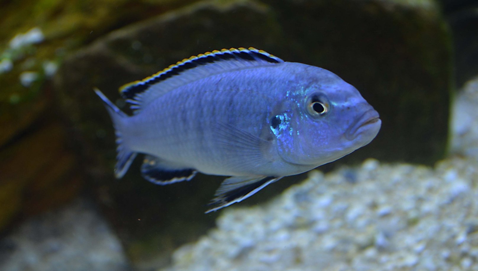 x10 Package - Socolofi Cichlid Sml 1"- 1 1/2" Each-Cichlid - Lake Malawi-www.YourFishStore.com