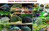 x10 SOUTH AMERICAN CICHLIDS (1-2") / x10 MYSTERY SNAILS / x5 PLECOS / x2 SHARKS / x2 BETTA FISH (FREE)-Complete Tank Packages-www.YourFishStore.com