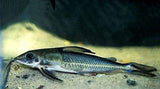 x2 Hemidoras Mouse Catfish Med 2" - 3" Each - Freshwater Fish Free Shipping-Freshwater Fish Package-www.YourFishStore.com