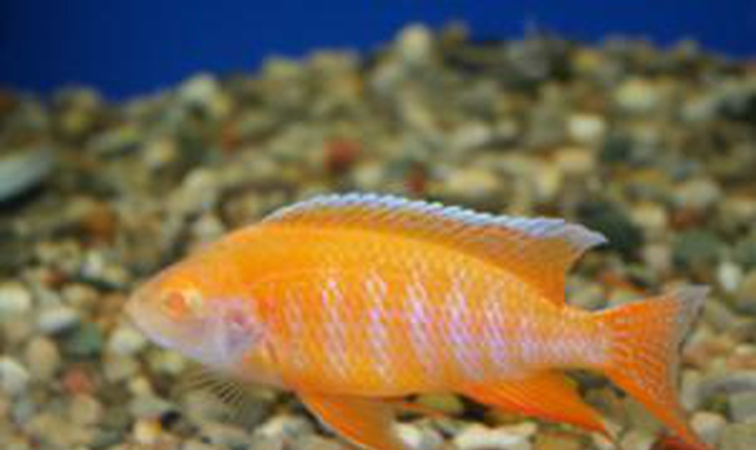x2 Package - Albino Eureka Peacock Cichlid Sml 1"- 1 1/2" Each-Cichlid - Lake Malawi-www.YourFishStore.com