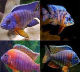 x2 Package - Assorted Aulonocara Peacock Cichlid Lrg 4" - 5" Each-Cichlid - Lake Malawi-www.YourFishStore.com