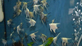 x2 Package - Assorted Veil Angel Lrg 4" - 5" Each-Cichlid - Angelfish-www.YourFishStore.com