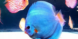 x2 Package - Blue Diamond Discus Sml 1"- 1 1/2" Each-Cichlid - Discus-www.YourFishStore.com