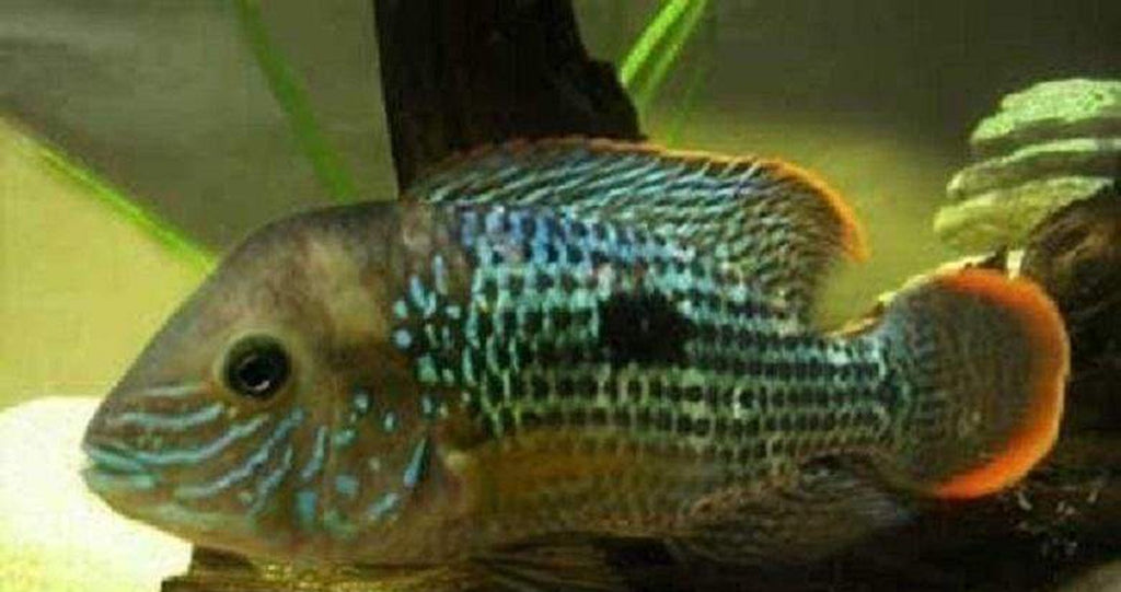 x2 Package - Green Terror Cichlid Xlg