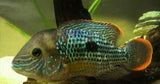 x2 Package - Green Terror Cichlid Xlg-Cichlid - Neotropical-www.YourFishStore.com
