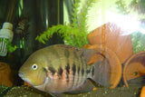 x2 Package - Parrot Convict Cichlid Sml 1"- 1 1/2" Each-Cichlid - Neotropical-www.YourFishStore.com