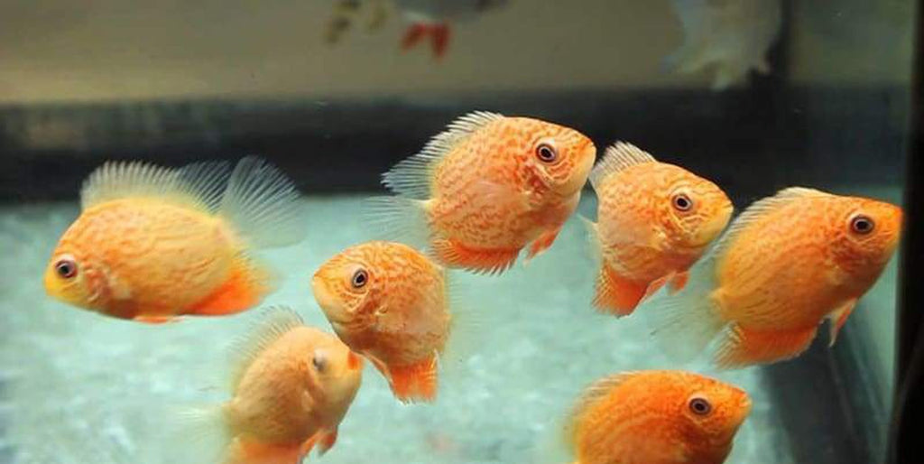 x2 Package - Red Spot Gold Severum Cichlid  ~ Sml/Med 1 1/2" - 2 1/2" Each