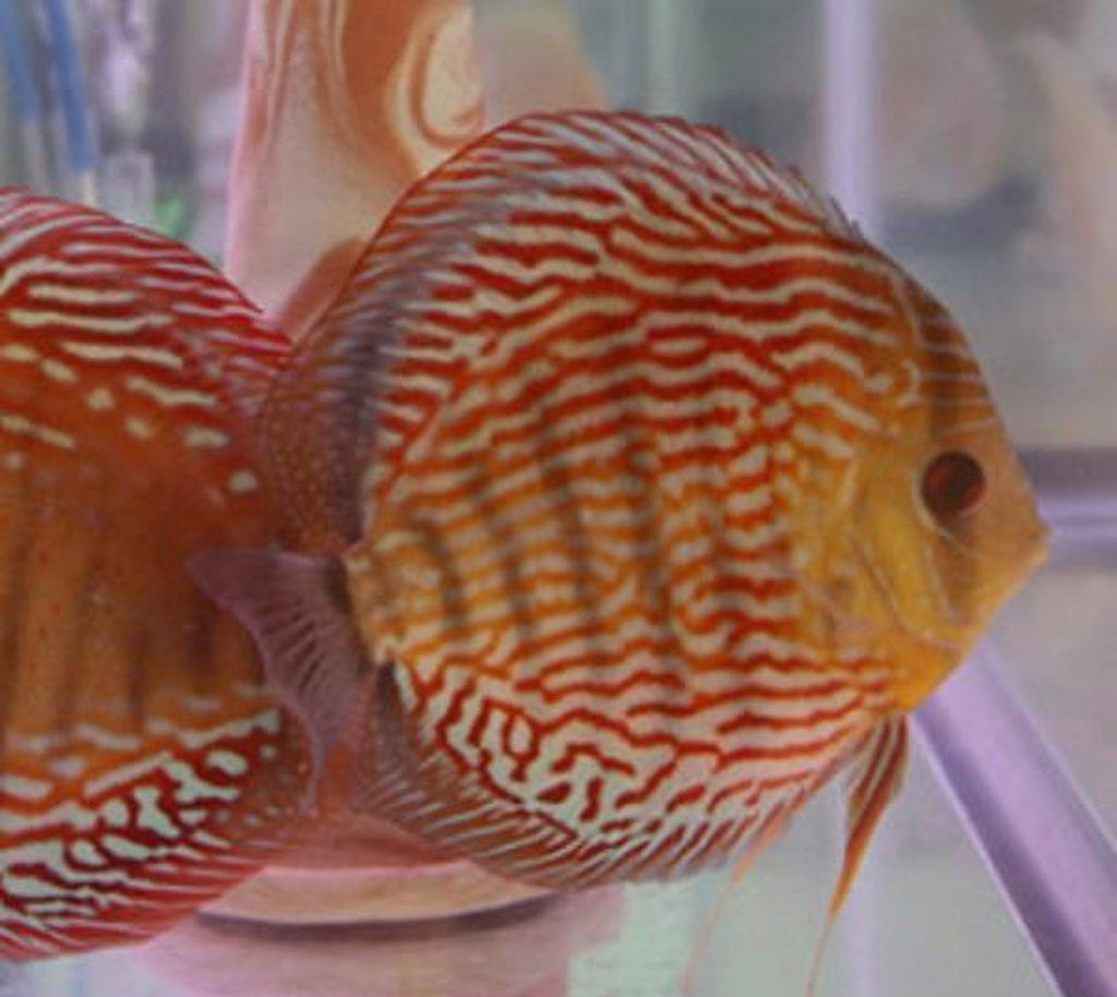 x2 Package - Red Turquoise Discus  Sml 1"- 1 1/2" Each